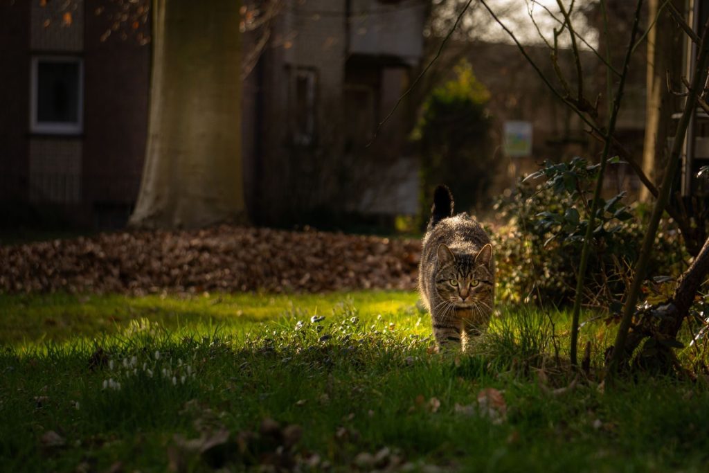 A calico cat explores a sunlit garden in Kamen, Germany during a peaceful evening.