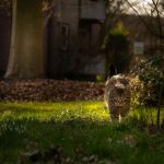 A calico cat explores a sunlit garden in Kamen, Germany during a peaceful evening.