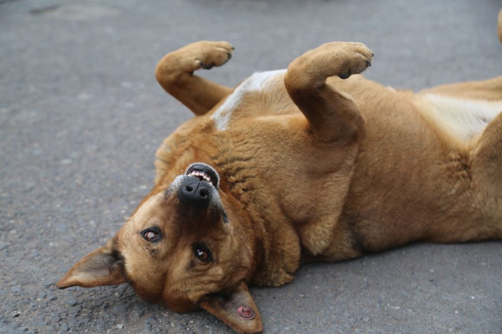 A playful brown dog lying on its back on a paved surface outdoors.