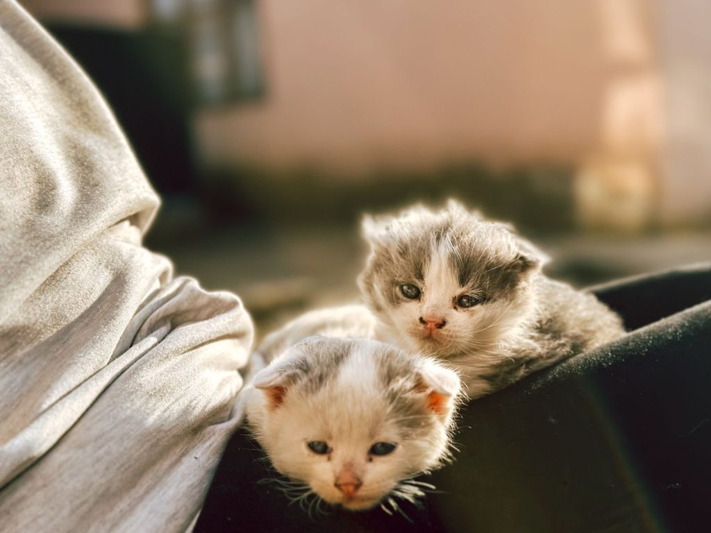 Two cute kittens resting in the sun, capturing a tender moment of relaxation.
