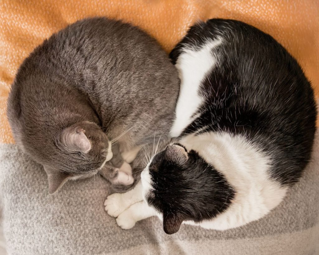 A gray and a black-and-white cat sleeping together on a cozy blanket.