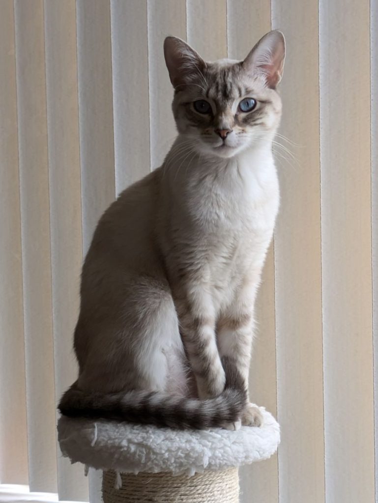 A graceful Siamese cat with blue eyes sits elegantly on a perch by the window.