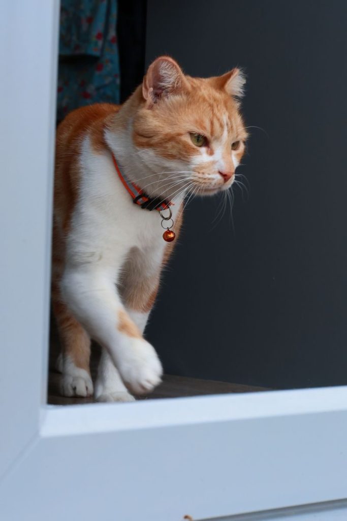 A ginger tabby cat stepping through a doorway with focus and curiosity indoors.