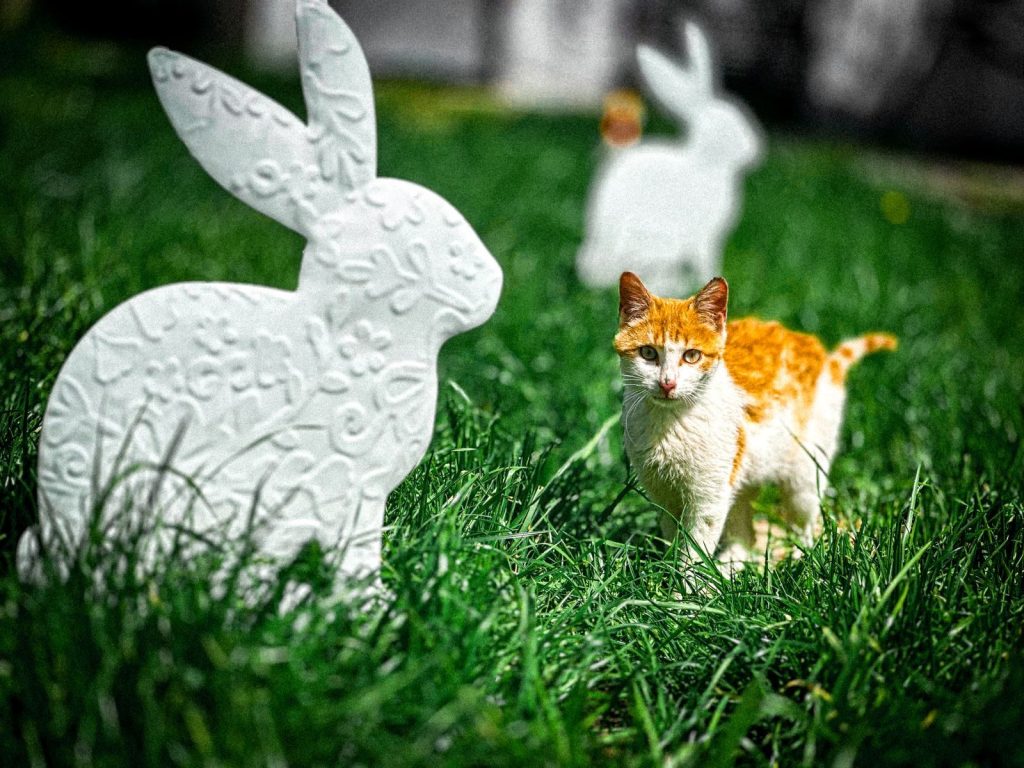 Ginger cat walking on grass near decorative white rabbit statues outdoors.