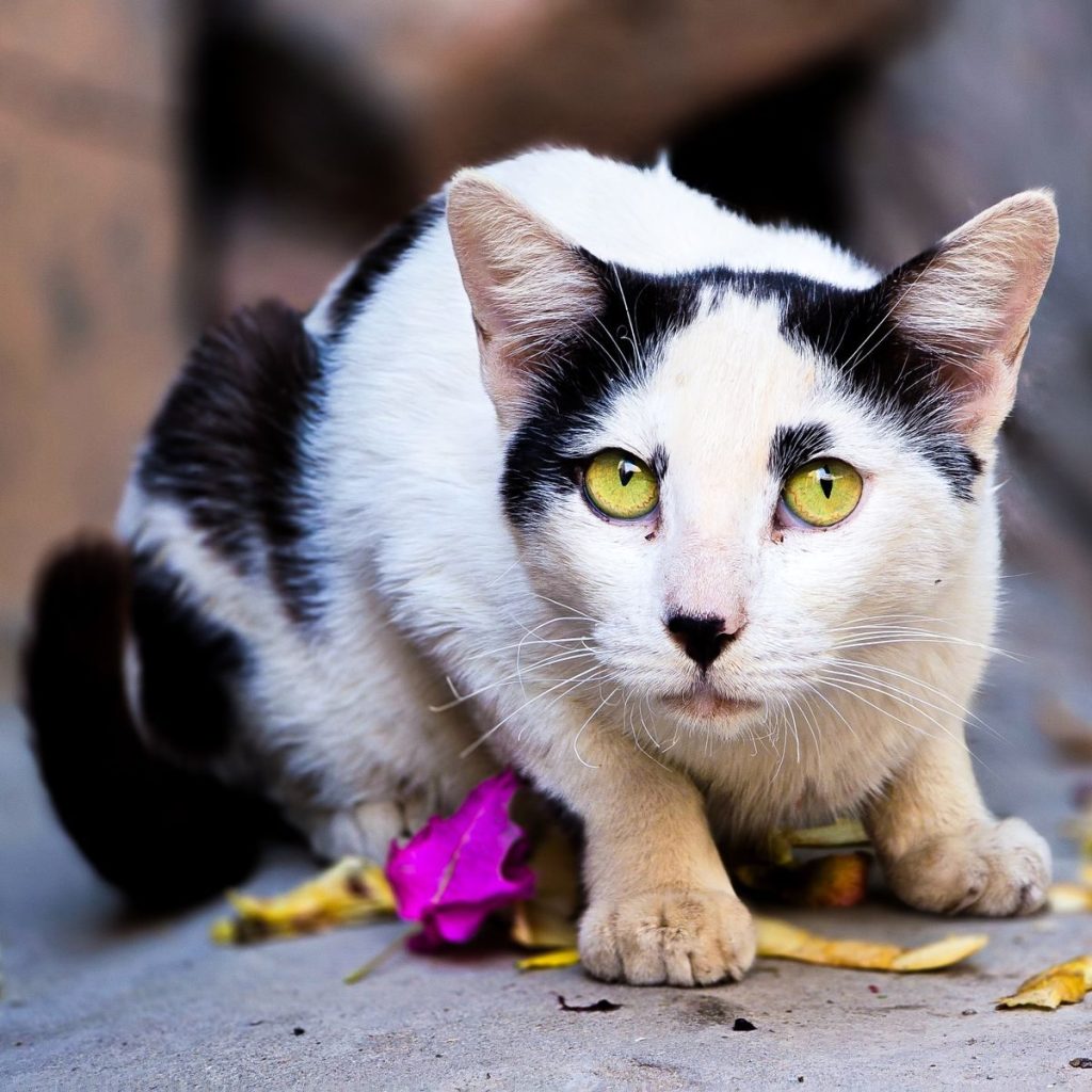 A captivating close-up of a black and white tuxedo cat with striking yellow eyes sitting outdoors.
