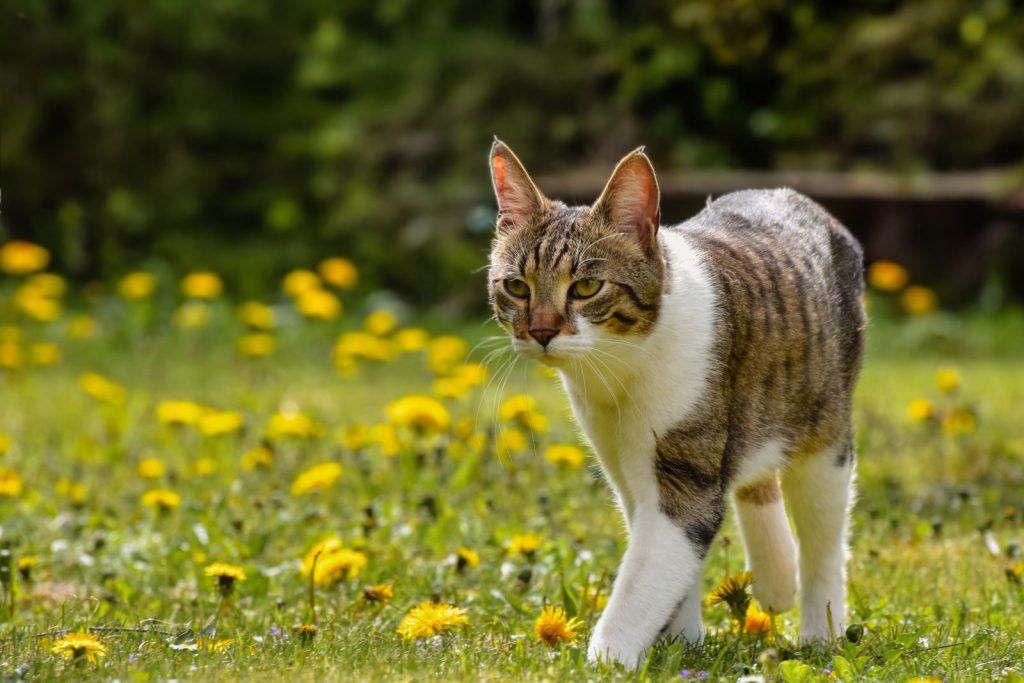 A domestic cat explores a sunny flower meadow filled with yellow blossoms on a spring day.