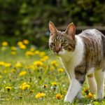 A domestic cat explores a sunny flower meadow filled with yellow blossoms on a spring day.
