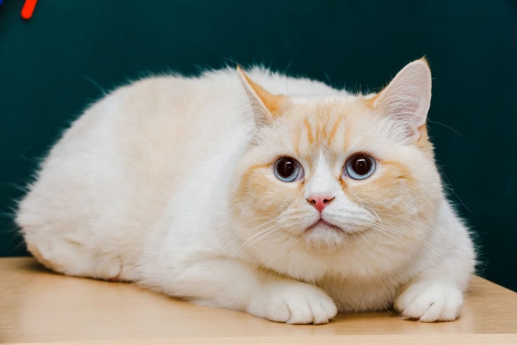Adorable cream and white British Shorthair cat with blue eyes resting indoors.
