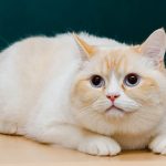 Adorable cream and white British Shorthair cat with blue eyes resting indoors.