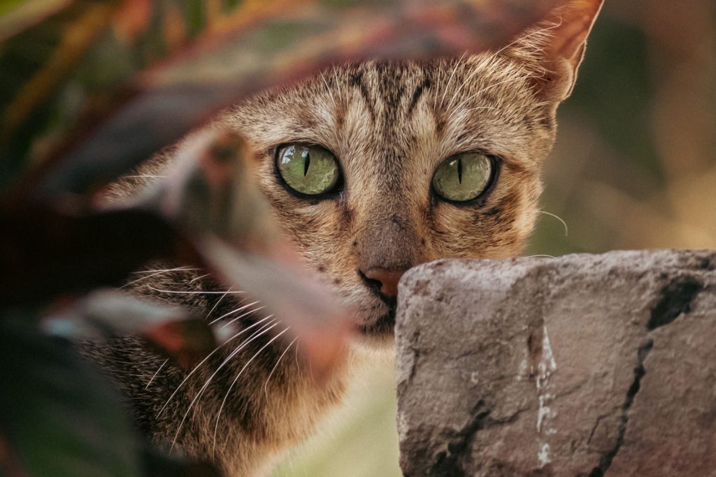 Dramatic close-up of a cat with striking green eyes peeking through foliage and rocks. Perfect for nature lovers.