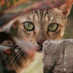 Dramatic close-up of a cat with striking green eyes peeking through foliage and rocks. Perfect for nature lovers.