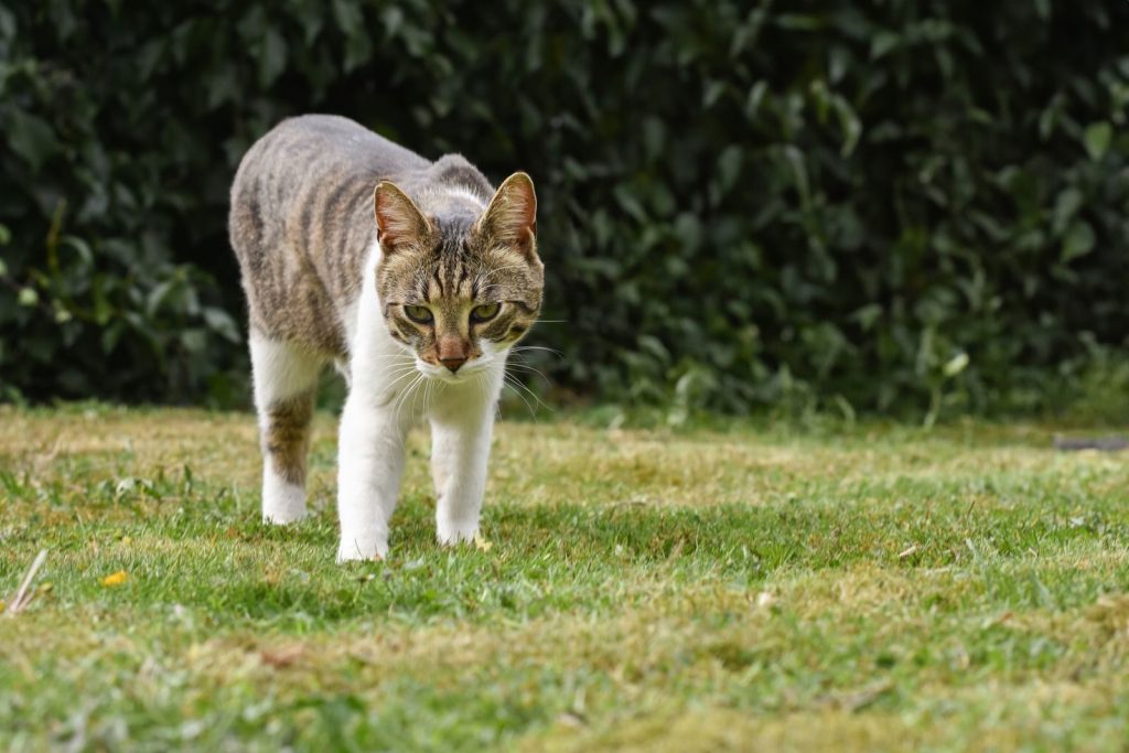 Charming domestic cat wandering through a green meadow, capturing a serene outdoor moment.