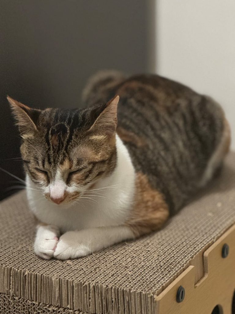 A peaceful tabby cat sleeping on corrugated cardboard, indoors.
