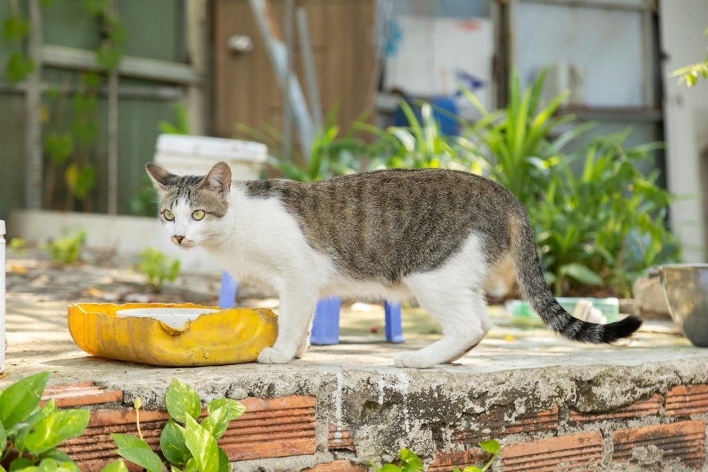 A curious cat explores a vibrant garden in Ho Chi Minh City, Vietnam, on a sunny day.