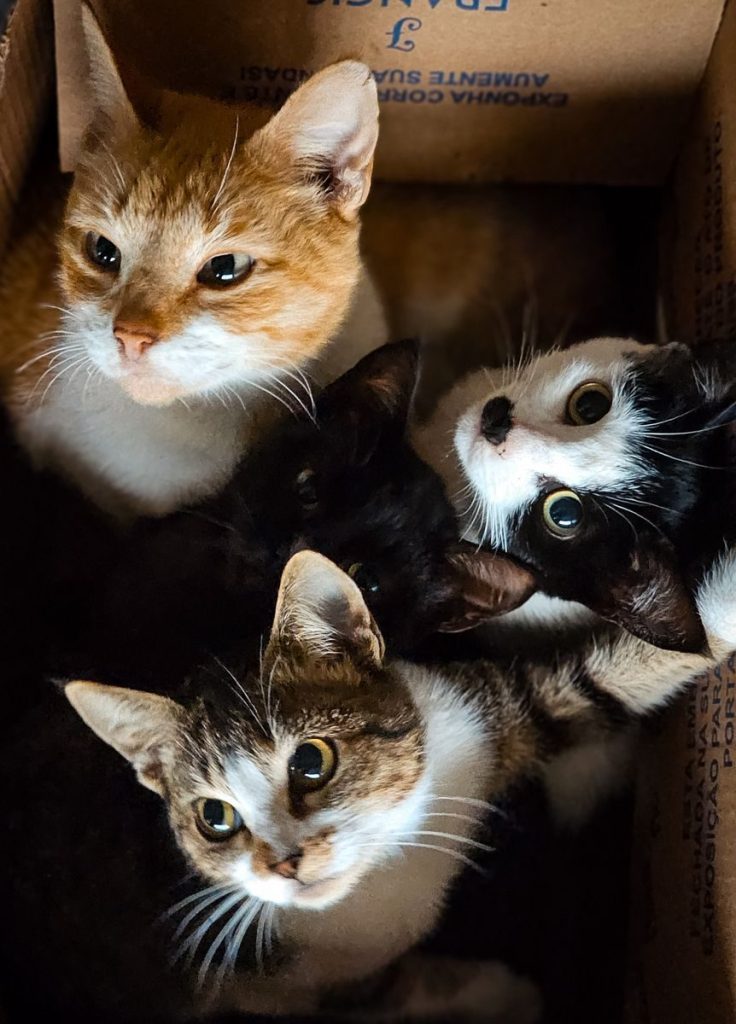 Four adorable cats huddled together inside a cardboard box, showcasing a variety of colors and breeds.