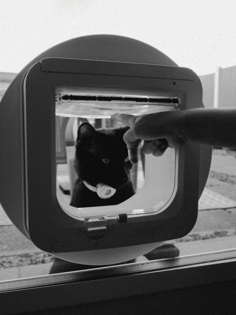 A black cat looking through a pet door with a human hand reaching toward it. Captivating and warm.