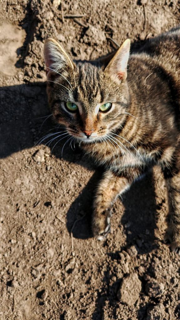 Tabby cat lounging on dry soil, enjoying sunlight outdoors. Perfect for pet-focused content.