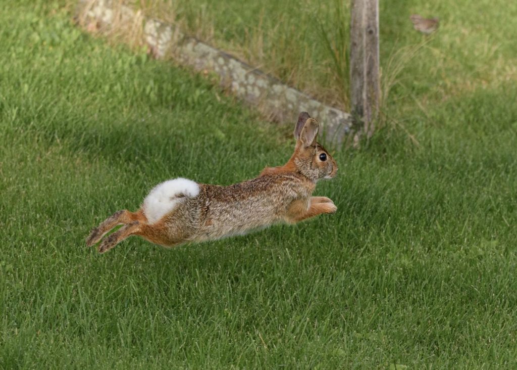 An agile wild rabbit mid-leap across a lush green lawn in a natural outdoor setting.