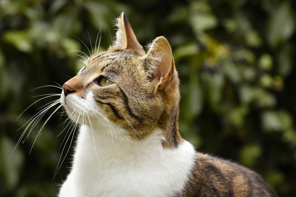 A beautiful close-up portrait of a tabby cat with a green blurred background.