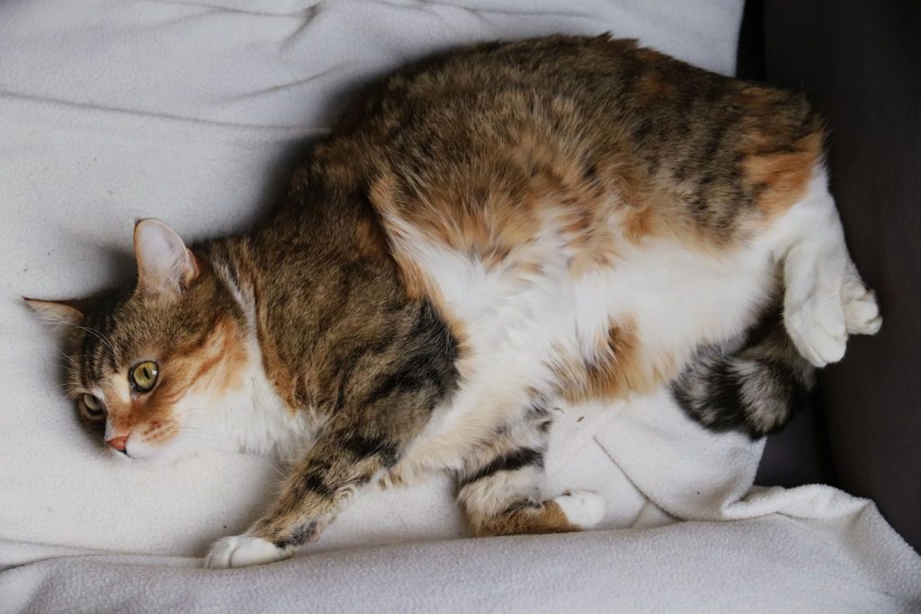 A fluffy domestic cat comfortably lounging on a soft white blanket indoors.