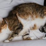 A fluffy domestic cat comfortably lounging on a soft white blanket indoors.