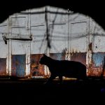 A cat silhouette against a rustic metal door in an Istanbul alleyway.
