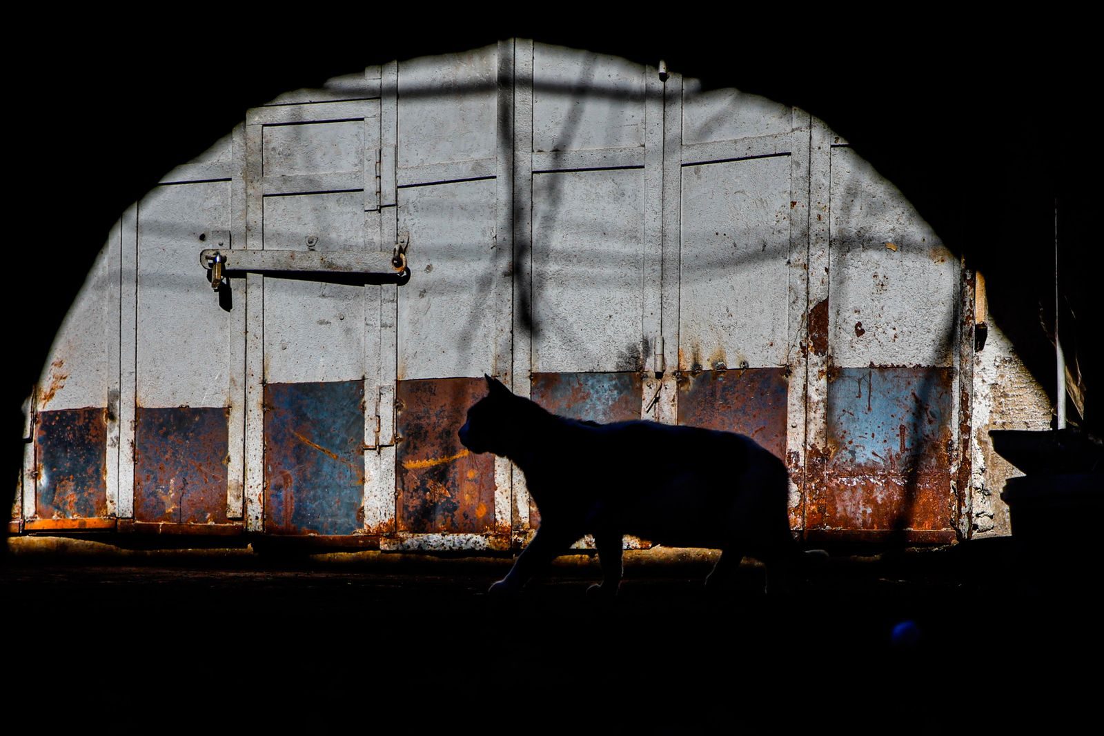 A cat silhouette against a rustic metal door in an Istanbul alleyway.