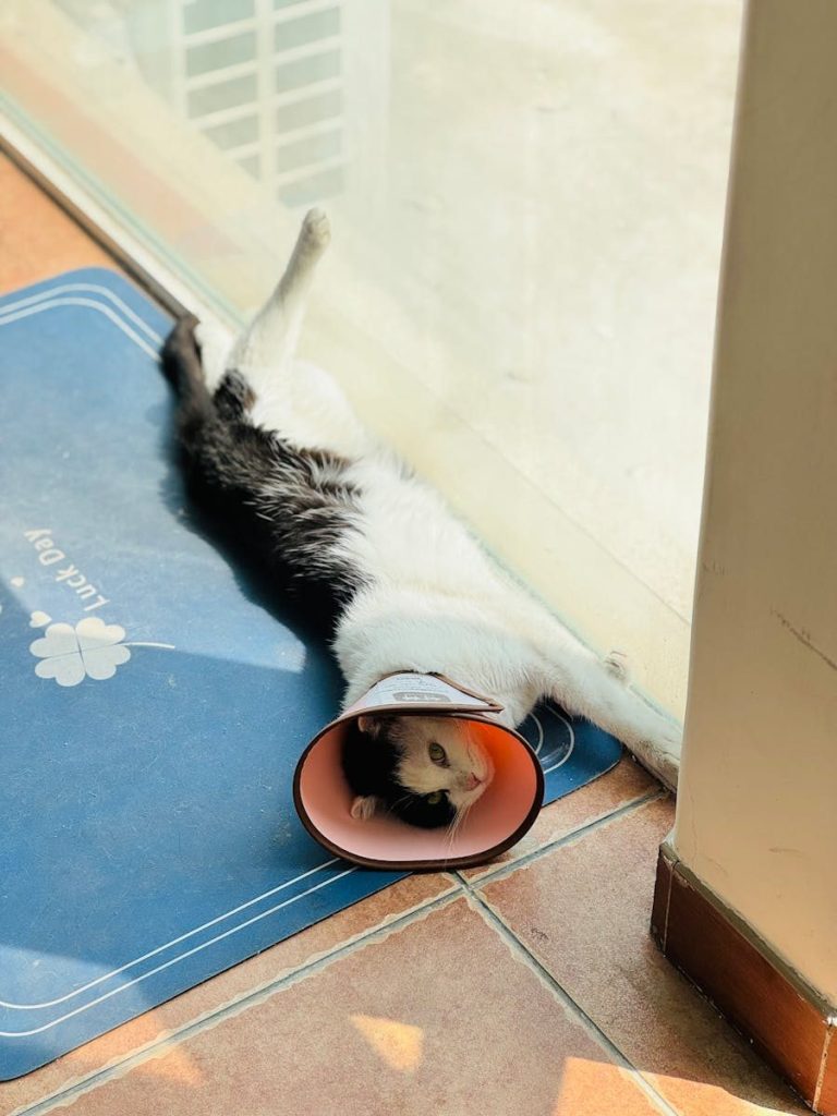 A black and white cat wearing a recovery cone, lounging on a sunny floor indoors.