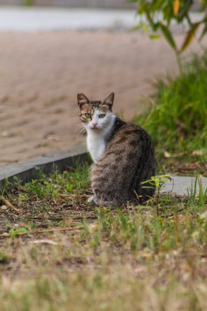 Charming tabby cat sitting on grassy path outdoors, displaying curiosity.