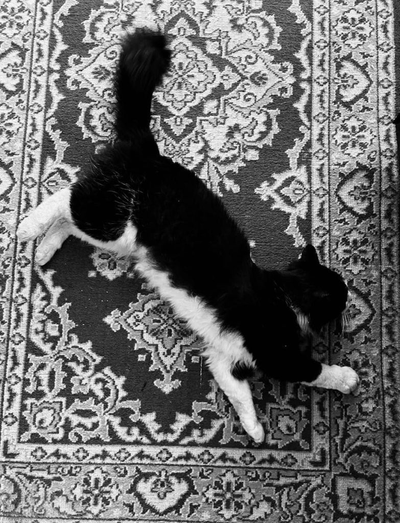 A fluffy black and white cat lounging on an intricate patterned carpet.