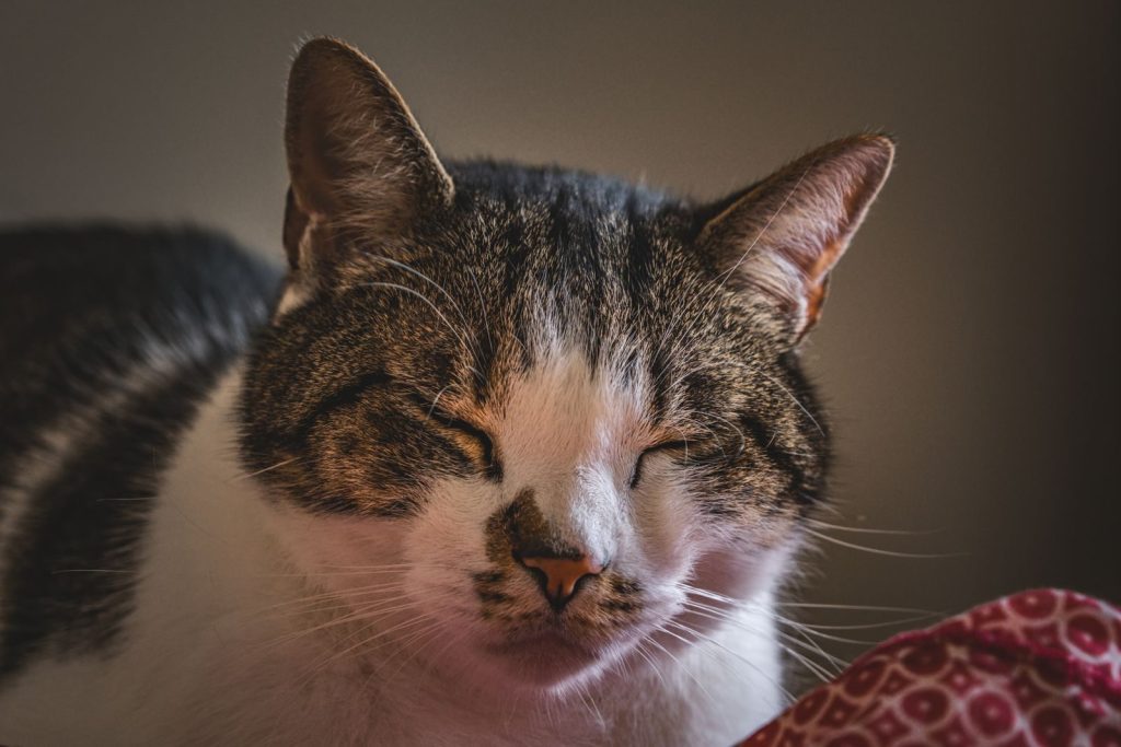 A relaxed domestic cat with closed eyes, resting indoors. Perfect for cozy home vibes.