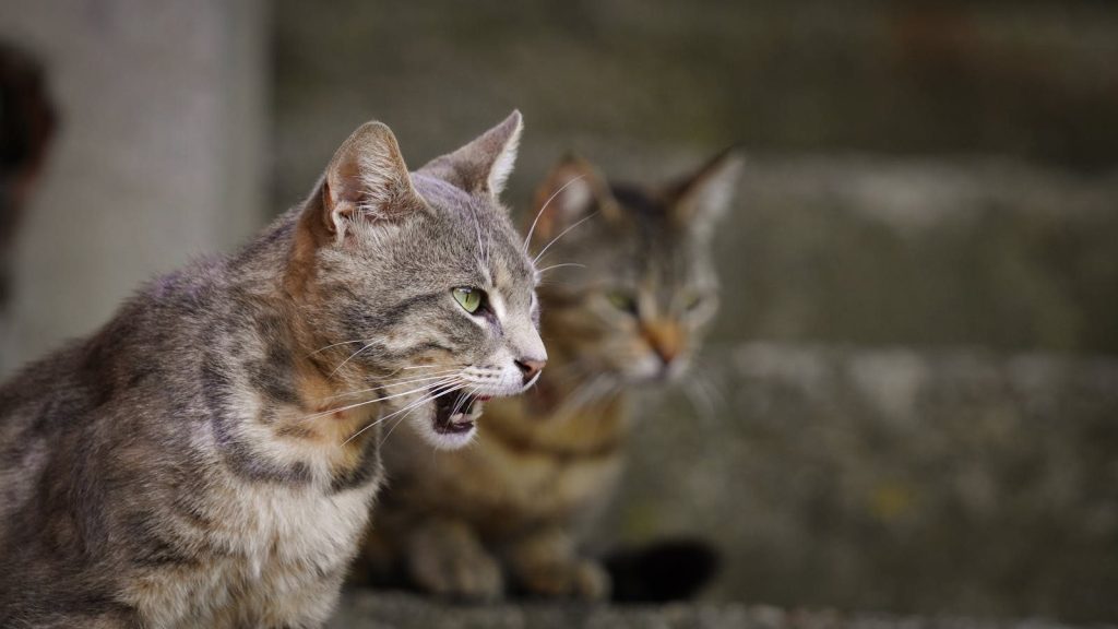 Two alley cats sit on stone steps in Istanbul, one appears vocal and expressive.
