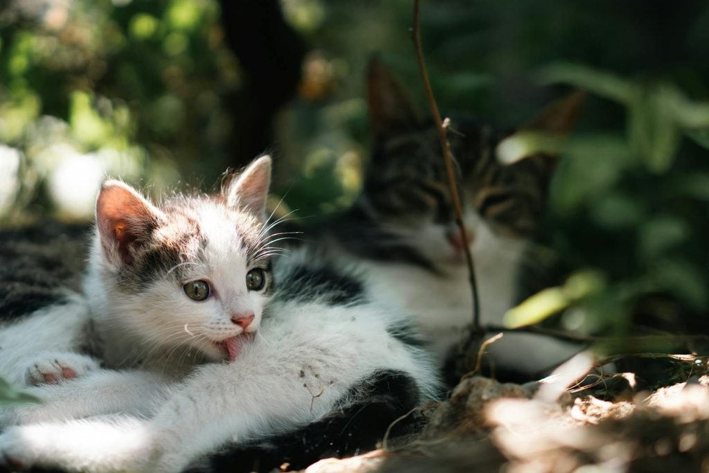 Two cute kittens lounging in a lush garden, basking in warm sunlight.