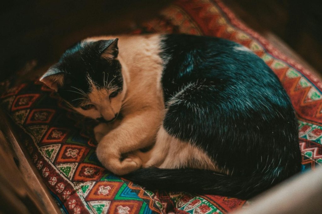 A black and white cat peacefully resting on a colorful patterned pillow indoors.