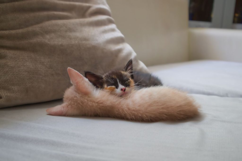Two cute kittens sleeping on a soft sofa, creating an adorable and cozy scene indoors.