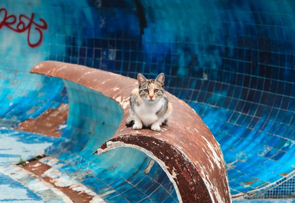 A stray cat sitting on a rusted structure against a vibrant blue tiled background, Istanbul.