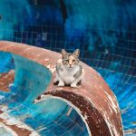 A stray cat sitting on a rusted structure against a vibrant blue tiled background, Istanbul.