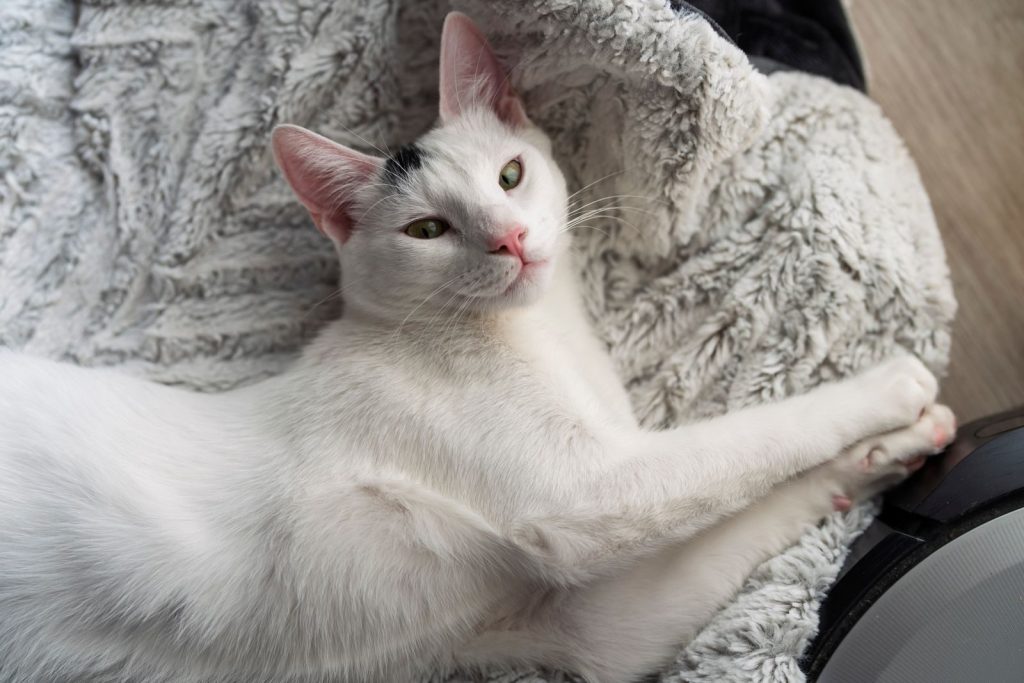 White cat lounging on a soft, textured blanket indoors. Cozy and peaceful.