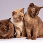 cute, cats, kittens, nature, animals, mammals, pet, burmese cats, three, looking, interested