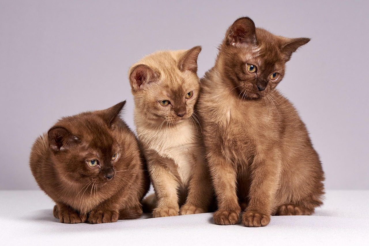 cute, cats, kittens, nature, animals, mammals, pet, burmese cats, three, looking, interested