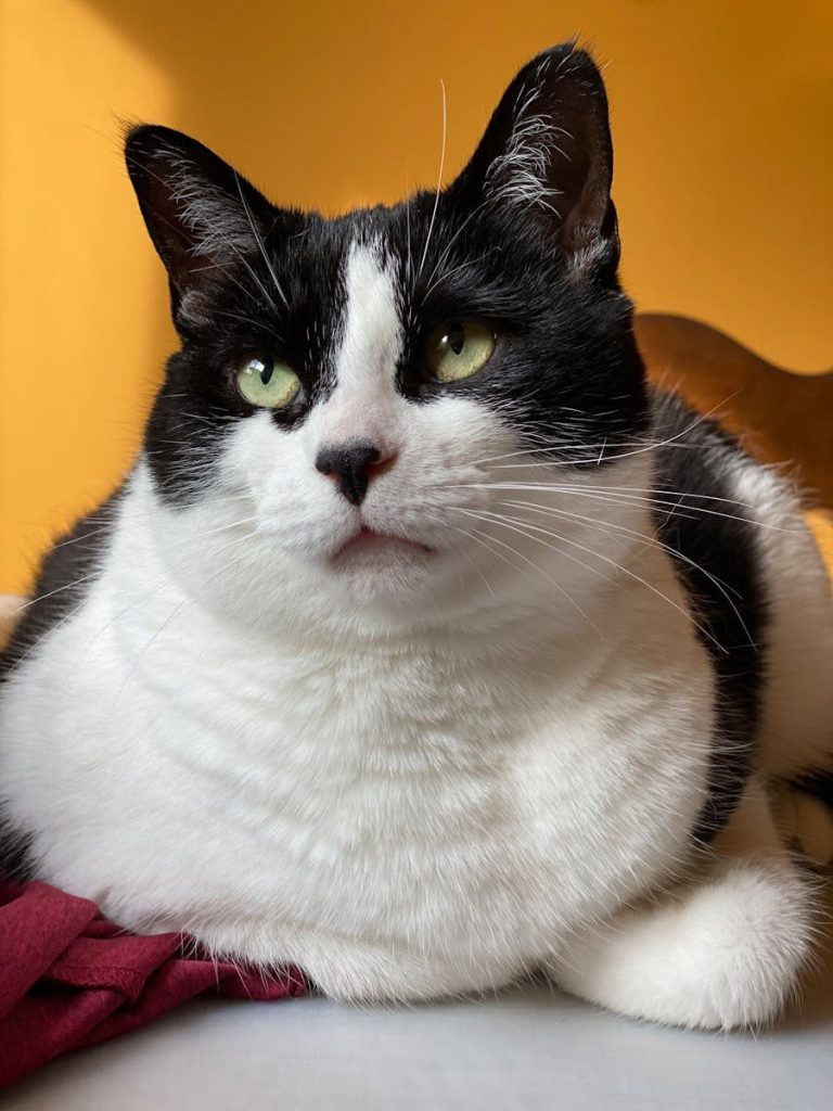 A charming black and white domestic cat resting indoors with a soft orange background.