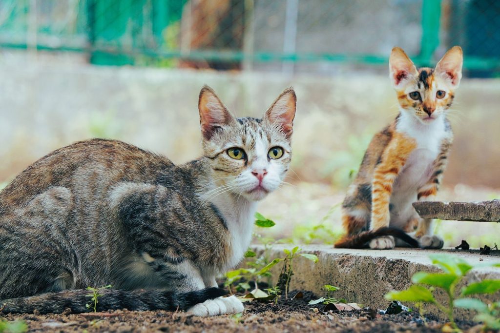 A mother cat and her kitten exploring outdoors in an urban environment, Delhi, India.