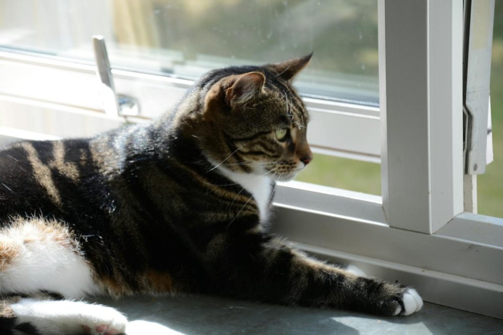 A tabby cat enjoying the sunlight by a window, showcasing a peaceful indoor scene.