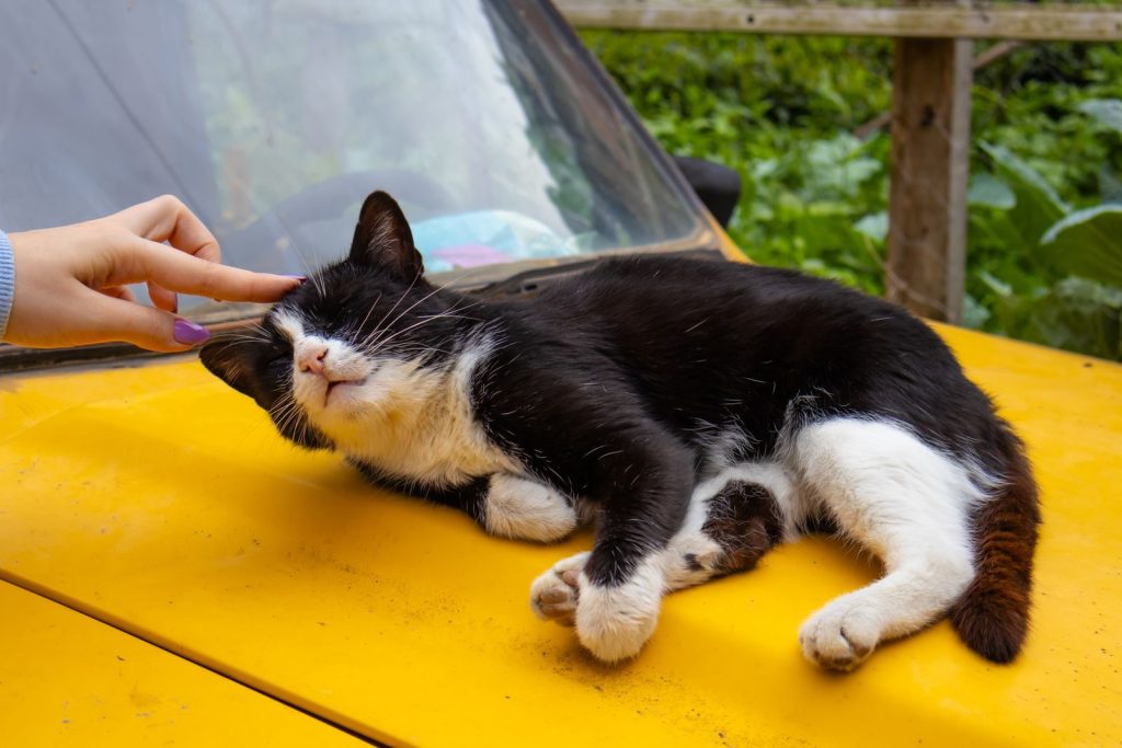 A relaxed black-and-white cat enjoys a stroke on a yellow car hood in Rize, Türkiye.