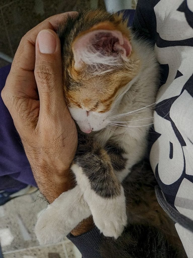 A cozy cat sleeps peacefully in a person's arm, creating a heartwarming scene.