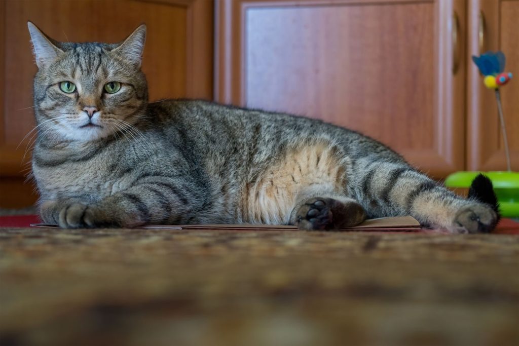 A cute tabby cat relaxing on the floor indoors, displaying its charming fur texture.