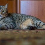A cute tabby cat relaxing on the floor indoors, displaying its charming fur texture.