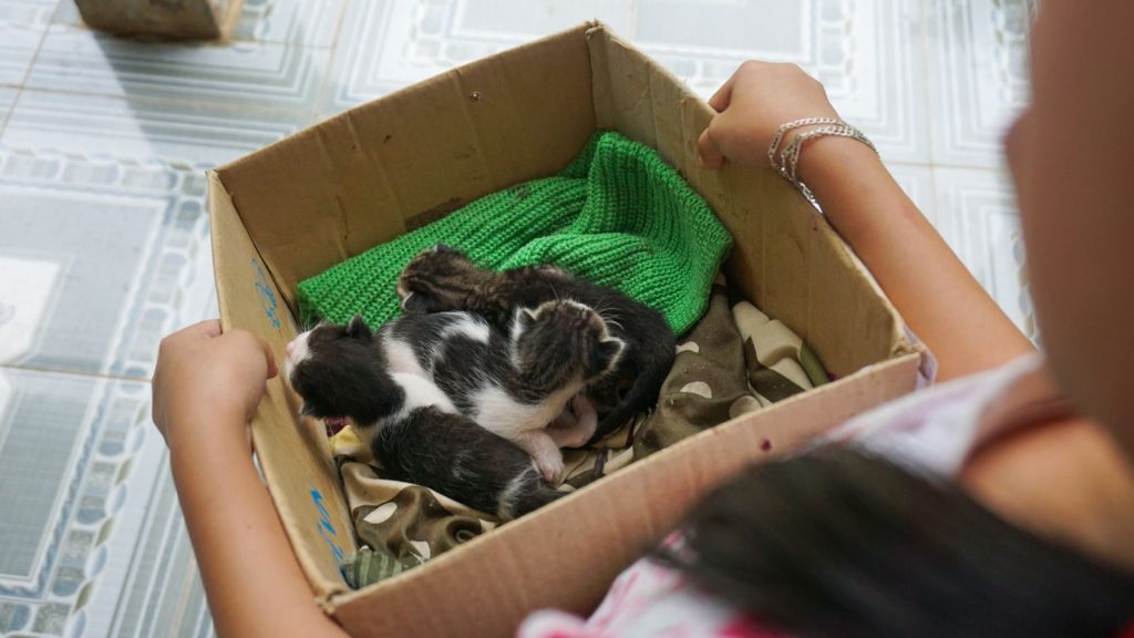 Adorable kittens resting in a box, handled gently by a child, creating a warm and playful scene.