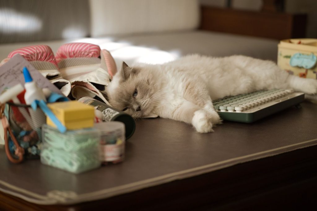 A fluffy white cat relaxes on a desk surrounded by stationery, enjoying the warm sunlight.