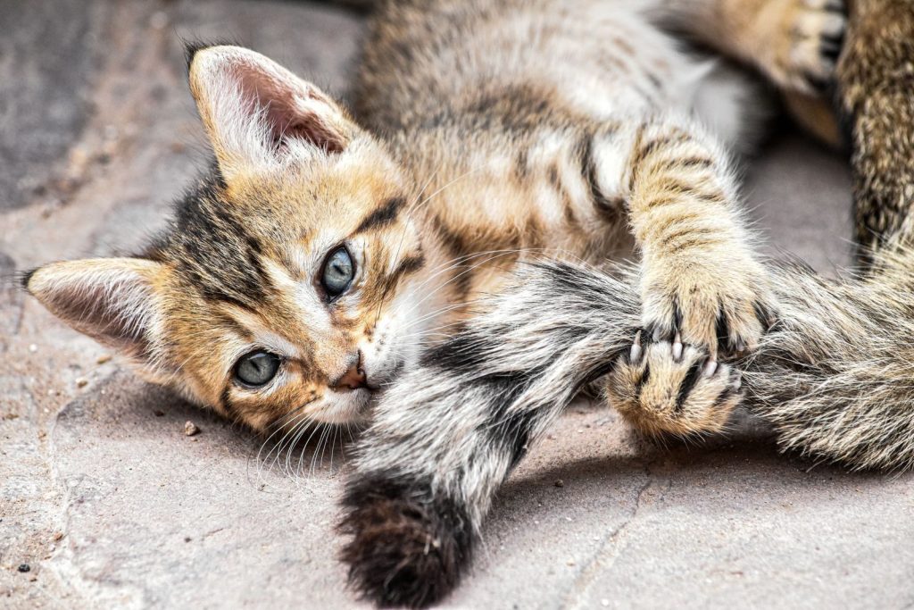Cute tabby kitten with blue eyes playfully biting its tail on a stone surface outdoors.